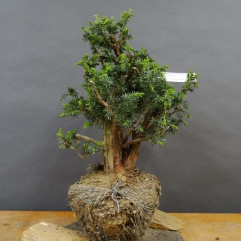 Pre-Bonsai, Juniperus communis